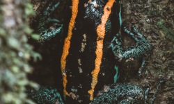 V-3x2-Osa-Peninsula-Phyllobates-Vittatus