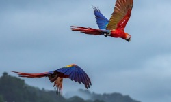 H-3x2-Osa-Peninsula-Macaw-Couple-INSTA