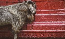 H-3x2-OE0137-Varanasi-Goat