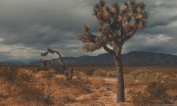 H-3x2-Joshua-Tree