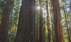 V-3x2-Redwoods-Sunstar