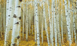 H-3x2-LE0103-Aspen-Trees