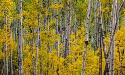 P-2.5x1-OE0045-Green-Aspen-Trees