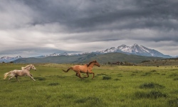 P-2x1-Sopris-Horses