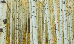 P-3x1-Aspen-Trees