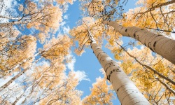 V-3x2-OE0012-Aspen-Trees-Skyscrapers