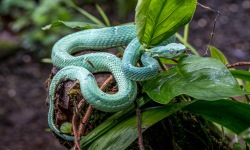 H-3x2-Bothriechis-Lateralis-Side-Striped-Pit-Viper