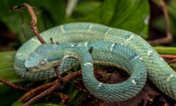 H-3x2-Bothriechis-Lateralis-Side-Striped-Pit-Viper2