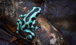 H-3x2-Camouflage-Frog-Dendrobates-Auratus