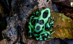 H-3x2-Camouflage-Frog-Dendrobates-Auratus1