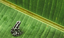 H-3x2-Camouflage-Frog-Dendrobates-Auratus2