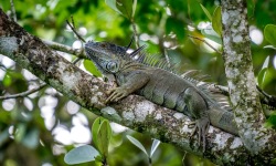 H-3x2-Osa-Peninsula-Iguana