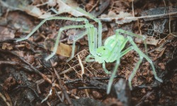 H-3x2-Osa-Peninsula-Lyssomanes-Viridis-Transluscent-Spider