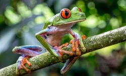 H-3x2-Red-Eyed-Tree-Frog-Pura-Vida