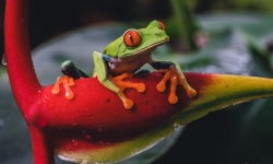 H-3x2-Red-Eyed-Tree-Frog-Pura-Vida1