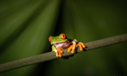 H-3x2-Red-Eyed-Tree-Frog-Pura-Vida2