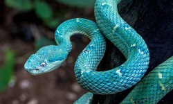 V-3x2-Bothriechis-Lateralis-Side-Striped-Pit-Viper