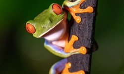 V-3x2-Red-Eyed-Tree-Frog-Pura-Vida