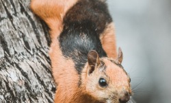 V-3x2-Red-Squirrel-Costa-Rica