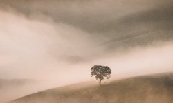 P-2.5x1-Tuscany-The-Lonely-Soldier