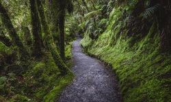 Green-Moss-Road-91.1