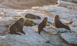 Kaikour-Seals-1016