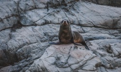 Kaikour-Seals-119