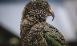 Kakariki-the-Green-Parrot-138