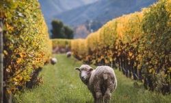 Marlborough-Sheep-42