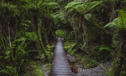 Tunnel-of-Ferns-83.2