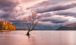Wanaka-Tree-05.1