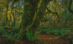 P-2X1-Hall-of-Mosses