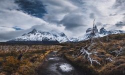 P-2x1-Torres-del-Paine-Burnt-Forest