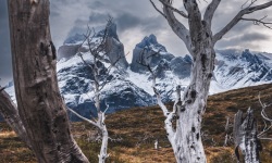 V-3x2-Torres-del-Paine-Burnt-Forest