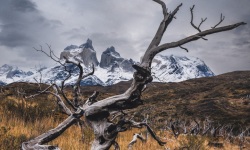 V-3x2-Torres-del-Paine-Burnt-Forest1