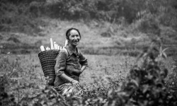 H-3x2-BW-Laos-Rice-Lady