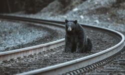 H-3x2-Black-Bear-Express-Train