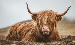 H-3x2-Ginger-Cow-with-Bangs-INSTA