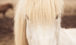 H-3x2-Icelandic-Horses-II