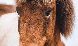 H-3x2-Icelandic-Horses