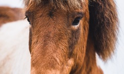 H-3x2-Icelandic-Horses