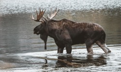 H-3x2-Moose-in-the-Lake