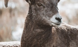 V-3x2-Bighorn-Sheep