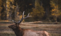 V-3x2-Elk-Bull-in-Telluride1