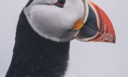 V-3x2-Puffins2