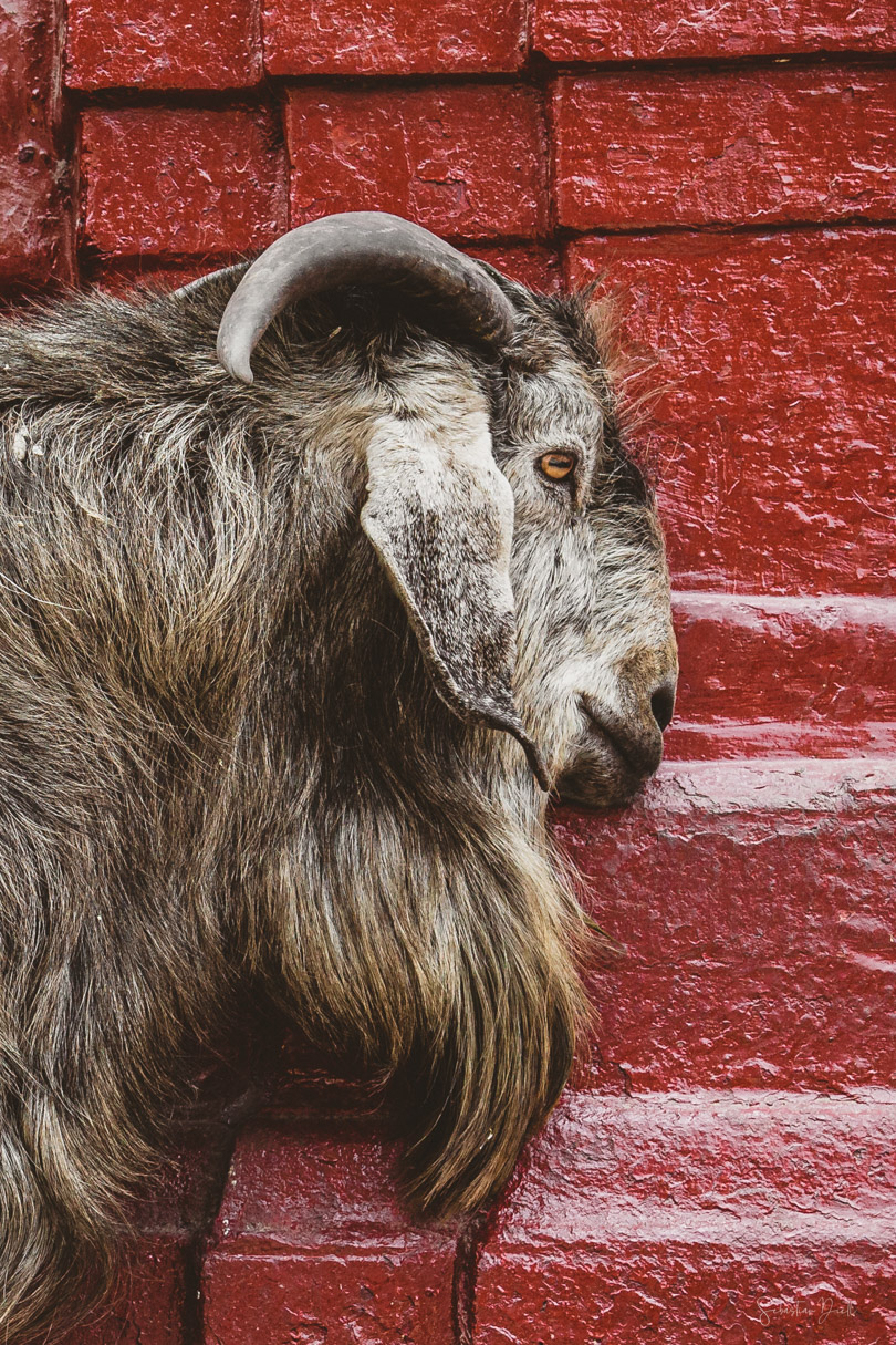 OE0096 - The Goat Head