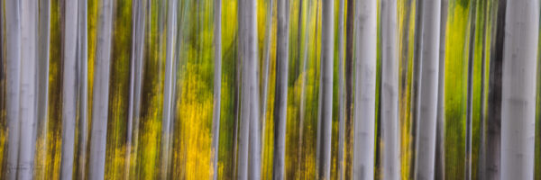 Aspen Trees - Image 4