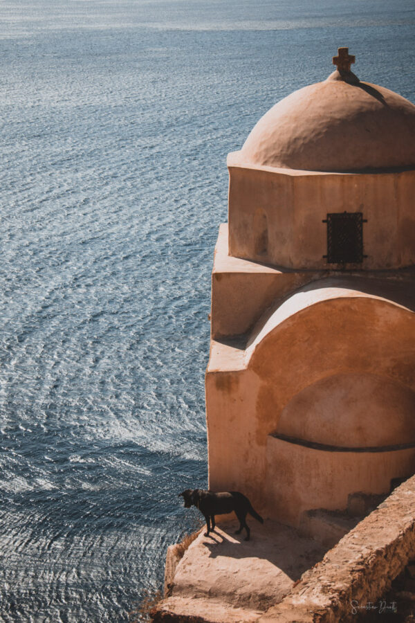 Santorini Dog