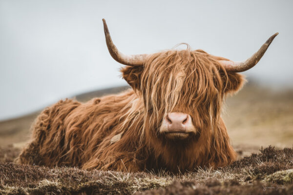 Ginger Cow with Bangs