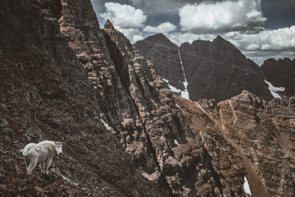 Guardian of The Rockies